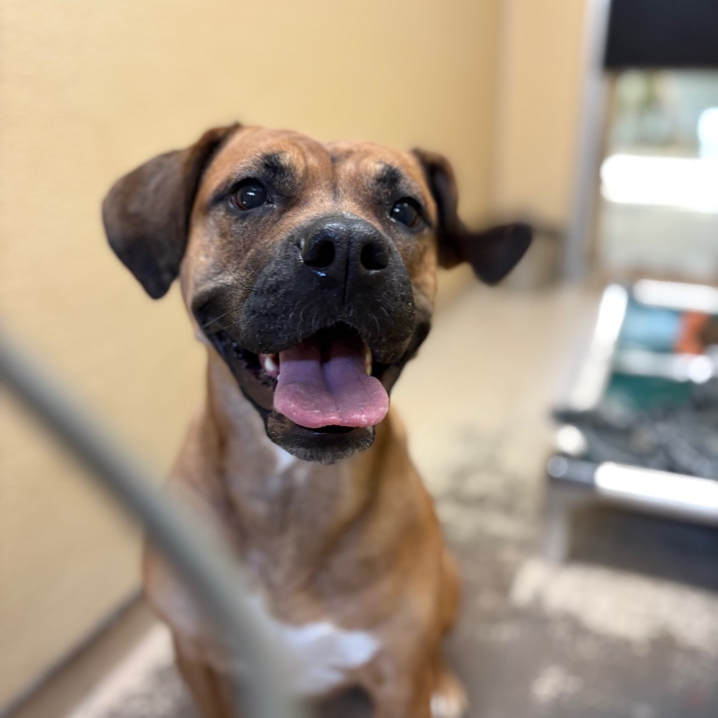 Ginger, an adoptable Pit Bull Terrier, Coonhound in Mount Shasta, CA, 96067 | Photo Image 2