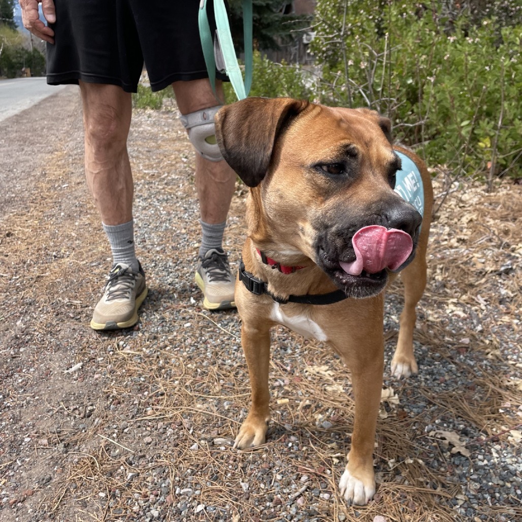 Ginger, an adoptable Pit Bull Terrier, Coonhound in Mount Shasta, CA, 96067 | Photo Image 3