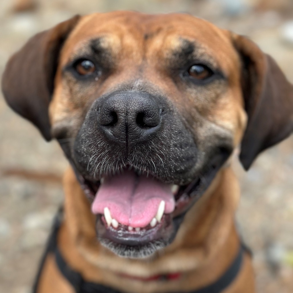 Ginger, an adoptable Pit Bull Terrier, Coonhound in Mount Shasta, CA, 96067 | Photo Image 4
