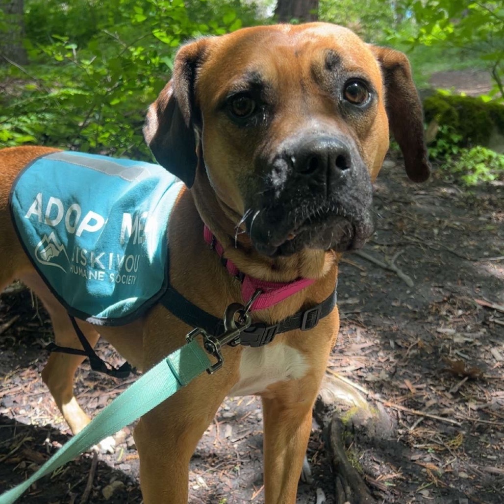 Ginger, an adoptable Pit Bull Terrier, Coonhound in Mount Shasta, CA, 96067 | Photo Image 5