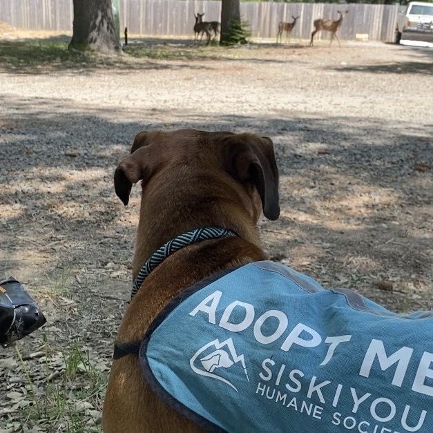 Ginger, an adoptable Pit Bull Terrier, Coonhound in Mount Shasta, CA, 96067 | Photo Image 6
