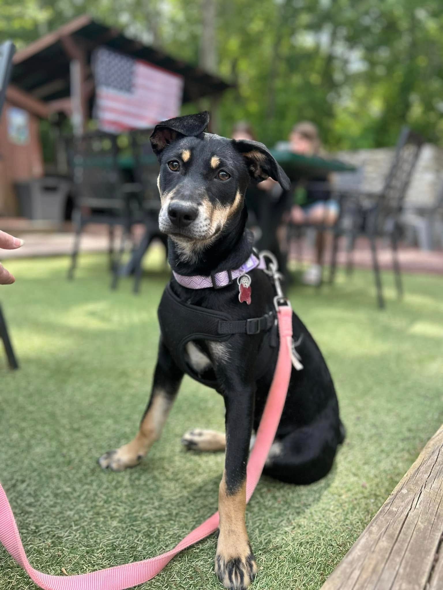 Dot Clarke aka Dip and Dot, an adoptable Feist in Saunderstown, RI, 02874 | Photo Image 1