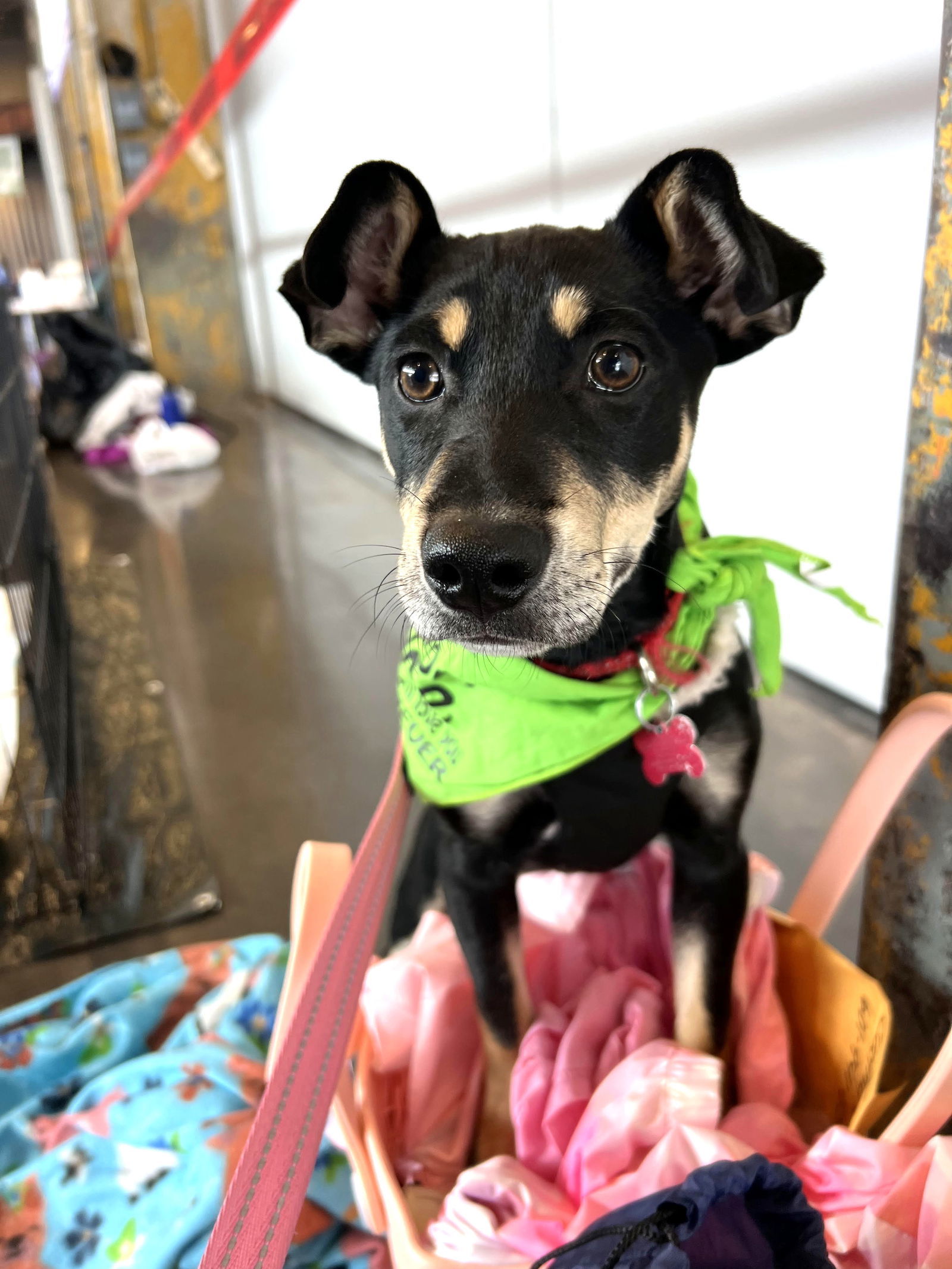 Dip & Dot Clarke, an adoptable Feist in Saunderstown, RI, 02874 | Photo Image 3
