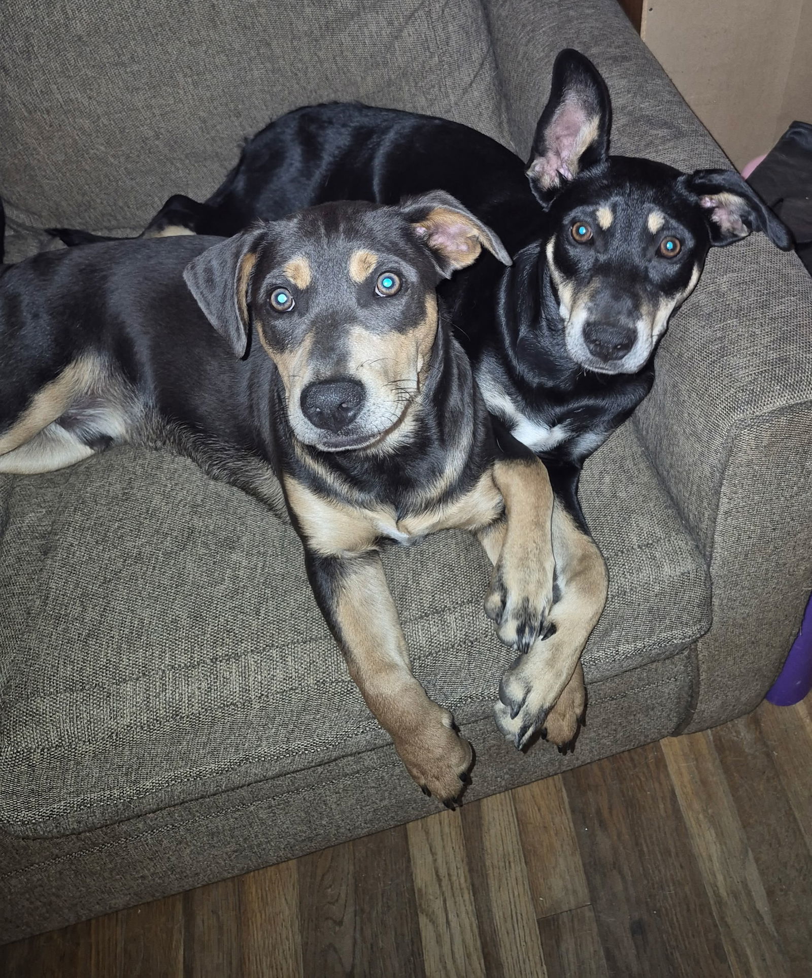 Dot Clarke aka Dip and Dot, an adoptable Feist in Saunderstown, RI, 02874 | Photo Image 3