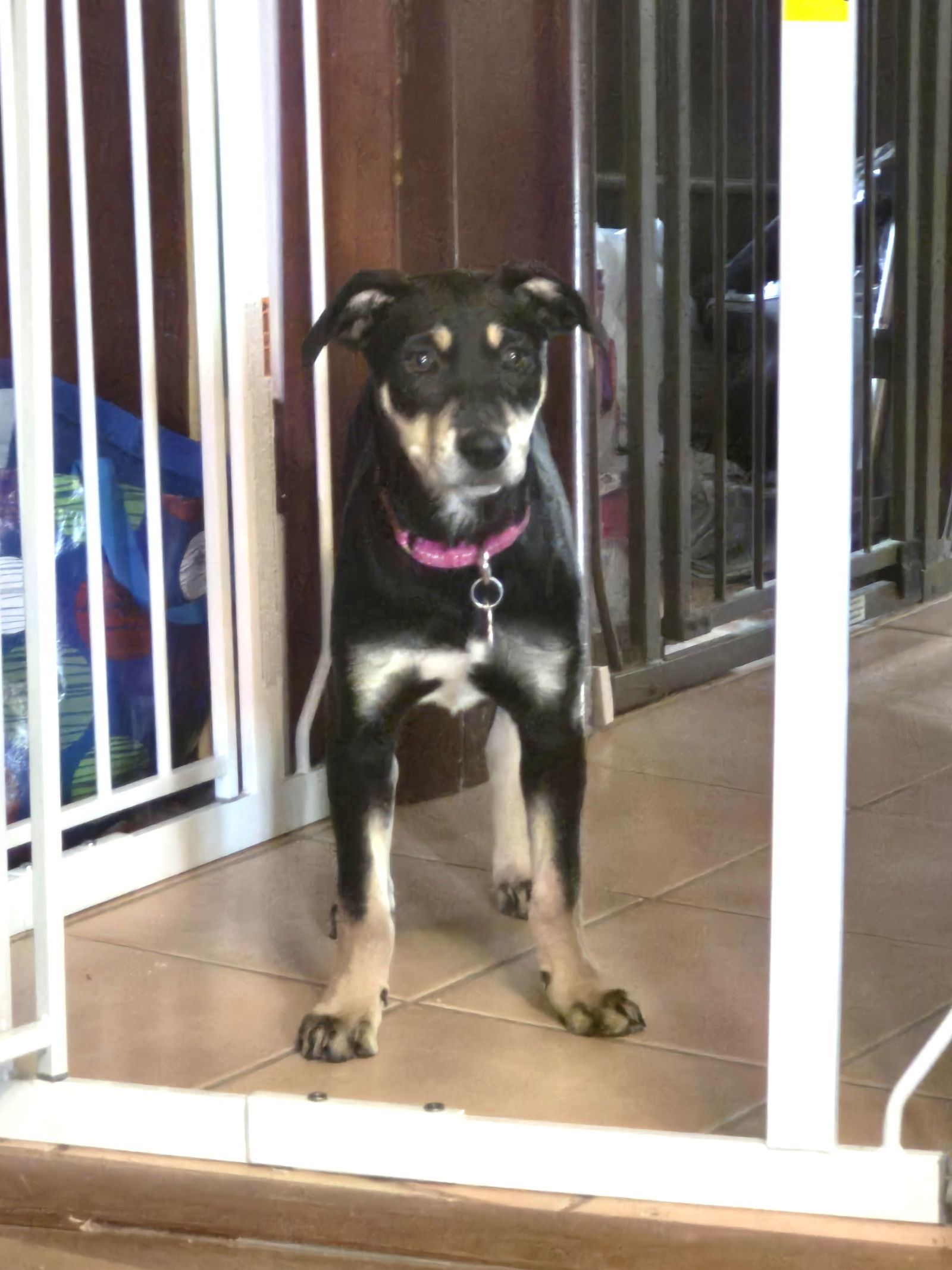 Dip & Dot Clarke, an adoptable Feist in Saunderstown, RI, 02874 | Photo Image 4