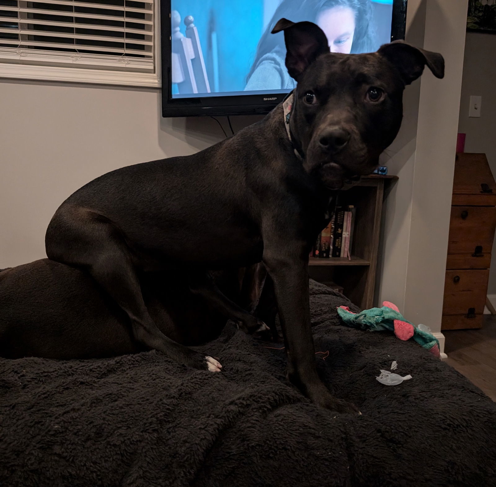 Lady Earabelle