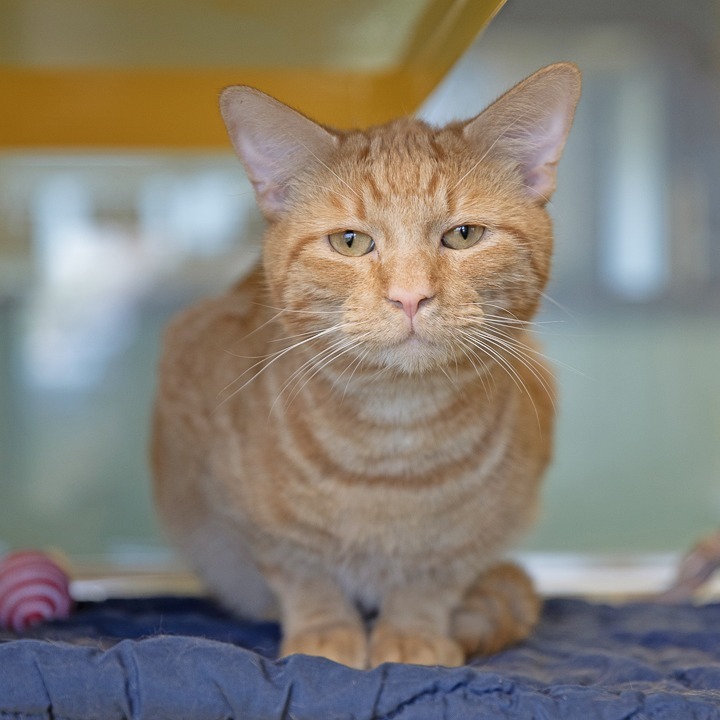 Nacho, an adoptable Domestic Short Hair in Abilene, TX, 79602 | Photo Image 1