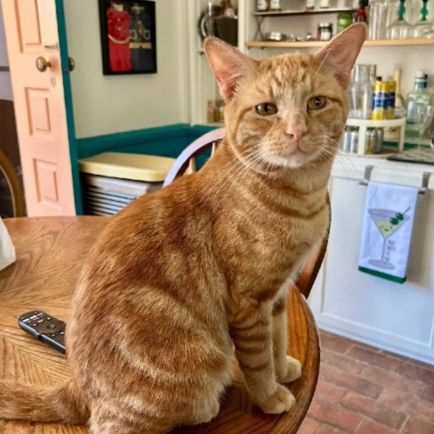 Nacho, an adoptable Domestic Short Hair in Abilene, TX, 79602 | Photo Image 2