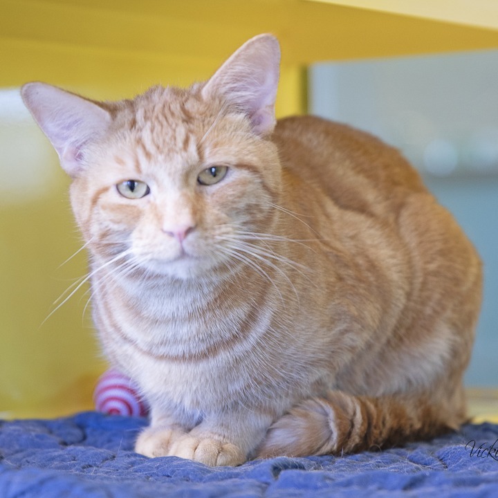Nacho, an adoptable Domestic Short Hair in Abilene, TX, 79602 | Photo Image 3