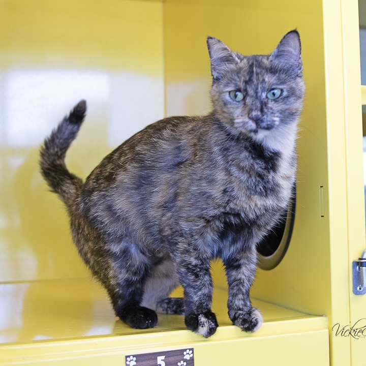 Connie, an adoptable Domestic Medium Hair in Abilene, TX, 79602 | Photo Image 1