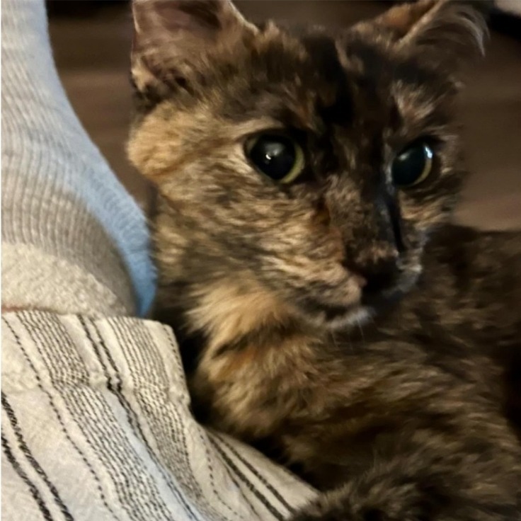 Connie, an adoptable Domestic Medium Hair in Abilene, TX, 79602 | Photo Image 2
