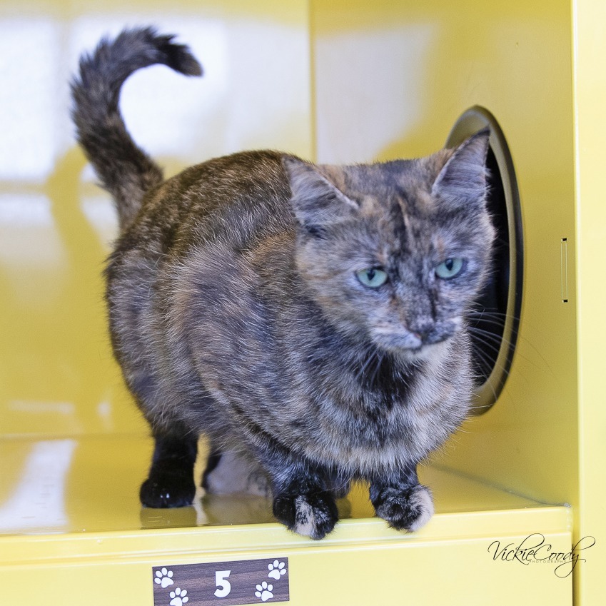 Connie, an adoptable Domestic Medium Hair in Abilene, TX, 79602 | Photo Image 3