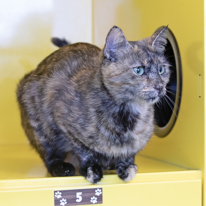 Connie, an adoptable Domestic Medium Hair in Abilene, TX, 79602 | Photo Image 4