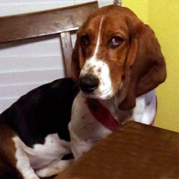 GRACIE LYNNE - ADOPTION PENDING!