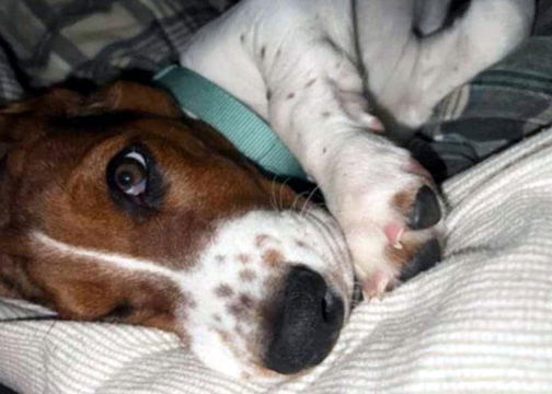 GRACIE LYNNE - ADOPTION PENDING!