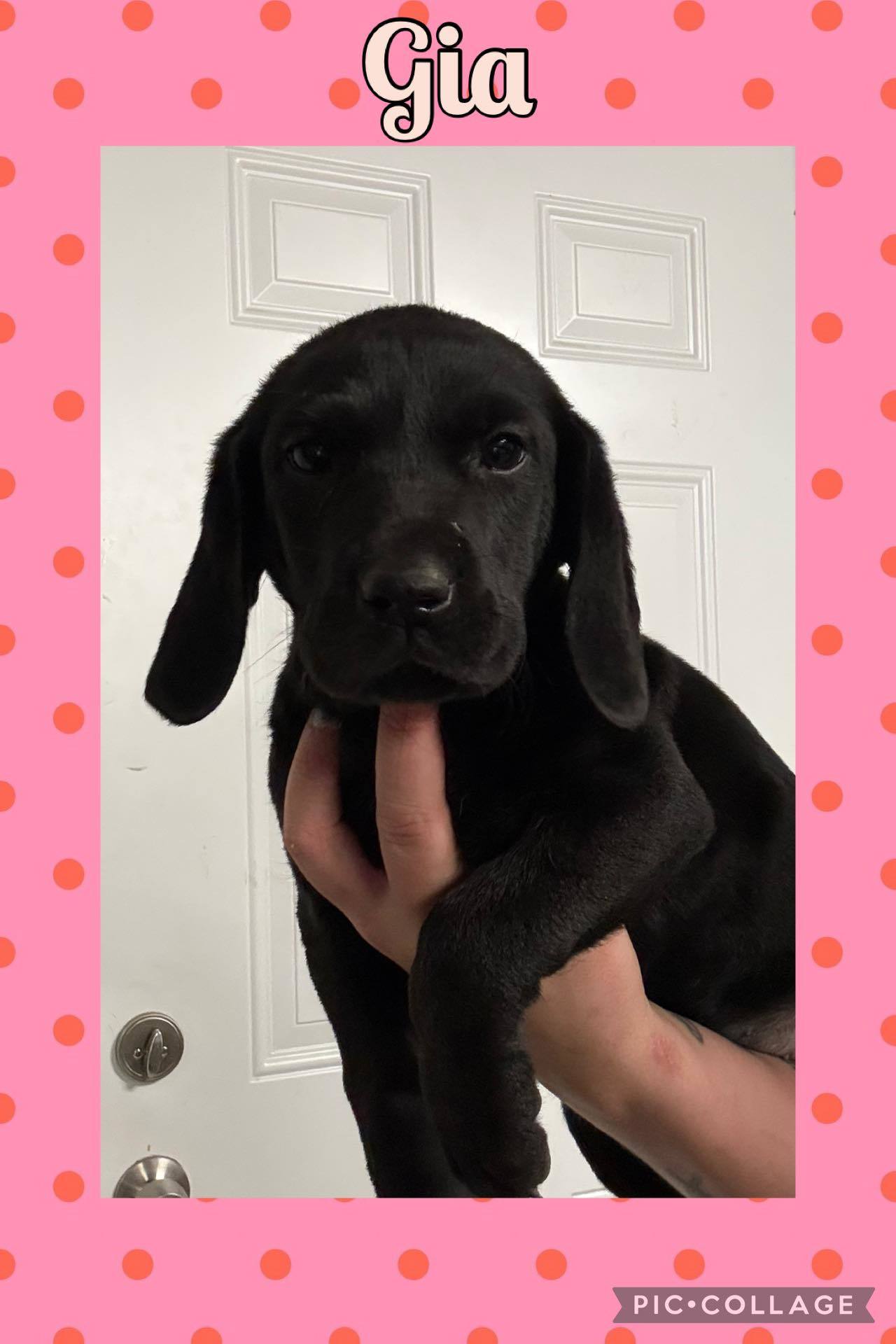 GIA - ADOPTION PENDING!