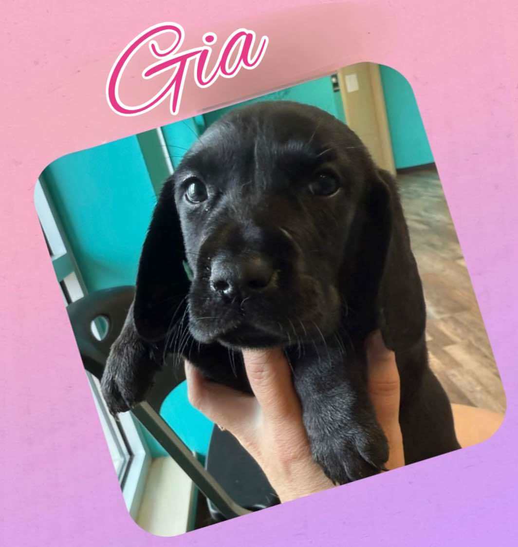 GIA - ADOPTION PENDING!