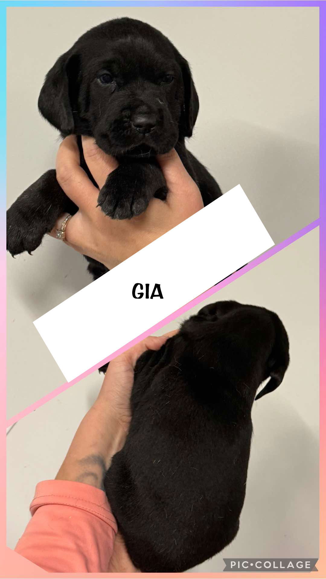 GIA - ADOPTION PENDING!