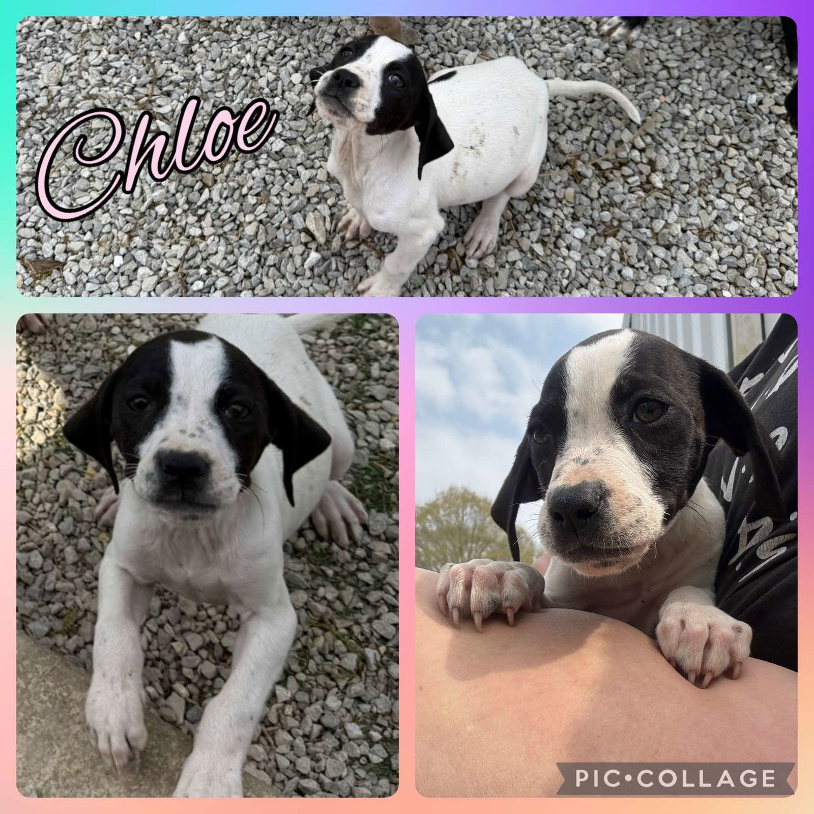 CHLOE - ADOPTION PENDING!
