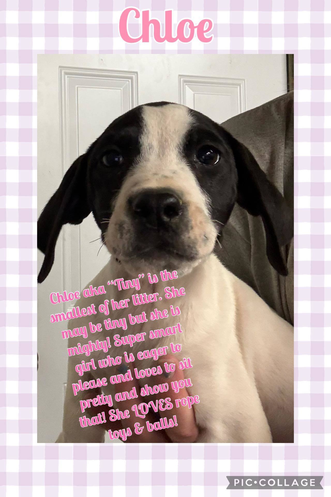 CHLOE - ADOPTION PENDING!