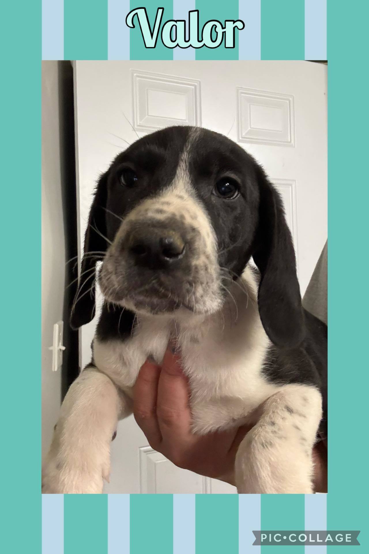 VALOR - ADOPTION PENDING!