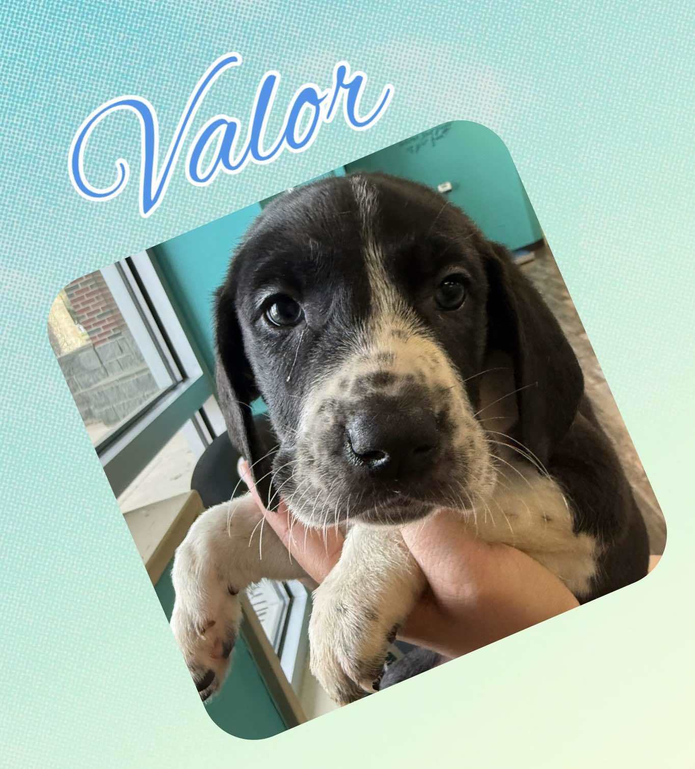 VALOR - ADOPTION PENDING!