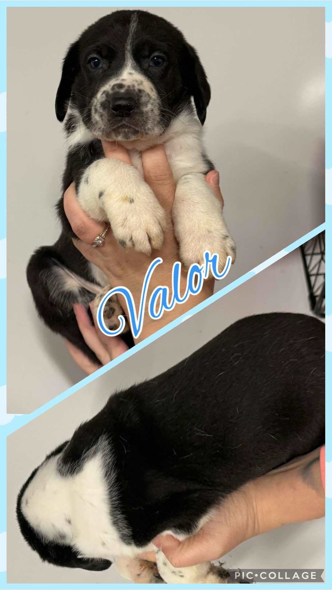 VALOR - ADOPTION PENDING!
