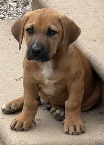 GRIFFIN - ADOPTION PENDING!