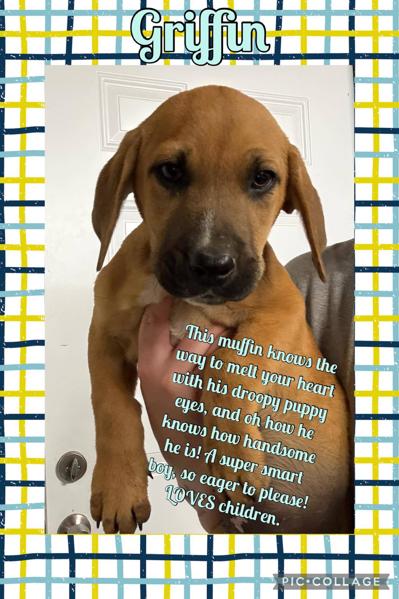 GRIFFIN - ADOPTION PENDING!