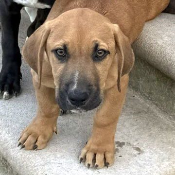 GRIFFIN - ADOPTION PENDING!