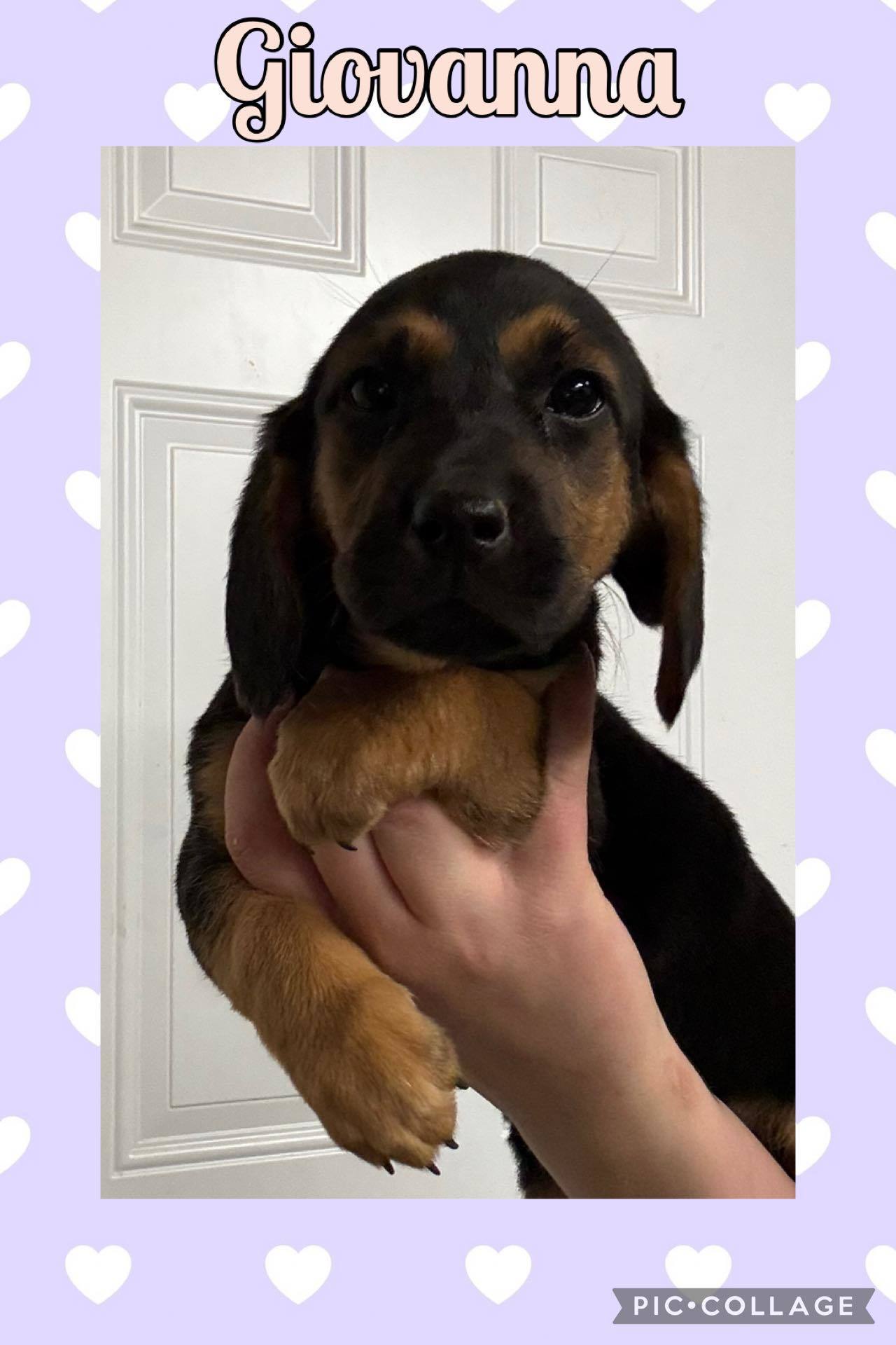 GIOVANNA - ADOPTION PENDING!