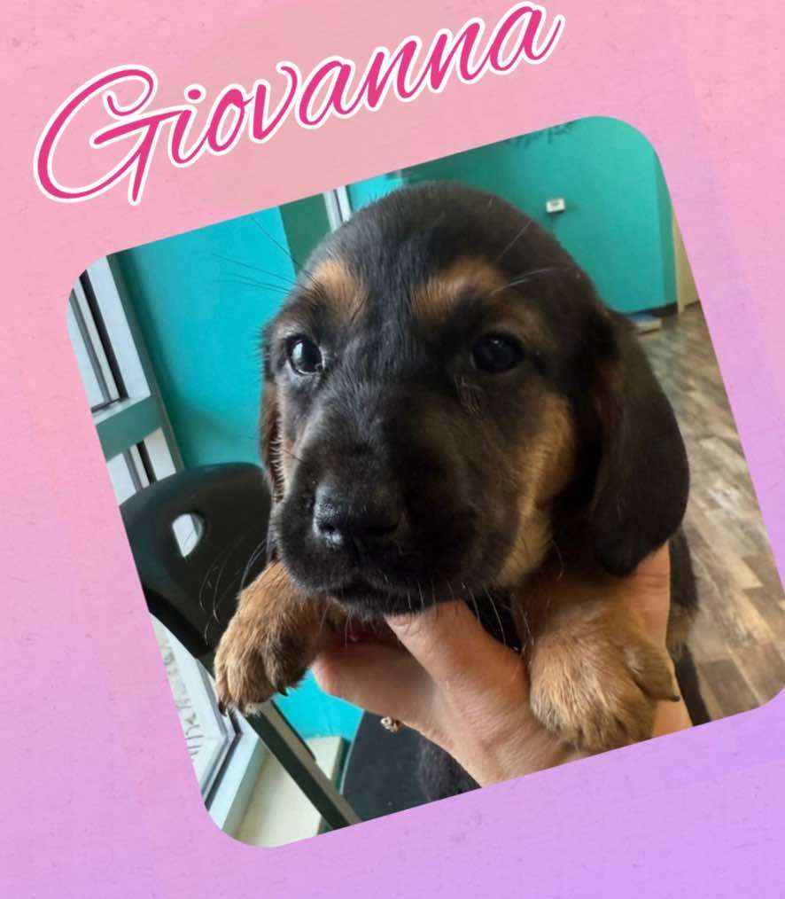 GIOVANNA - ADOPTION PENDING!