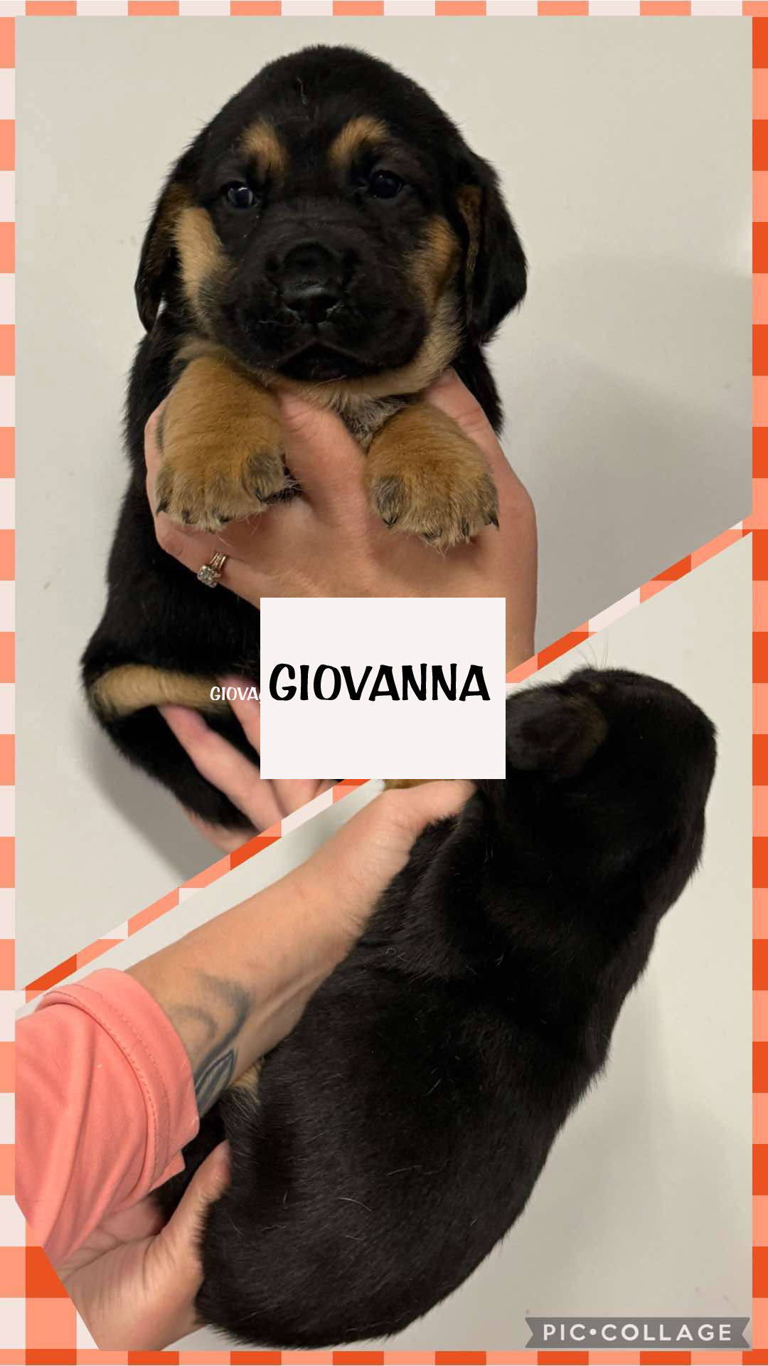 GIOVANNA - ADOPTION PENDING!