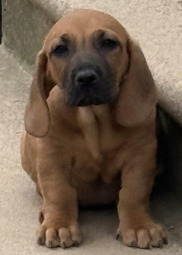 VALENTINA - ADOPTION PENDING!