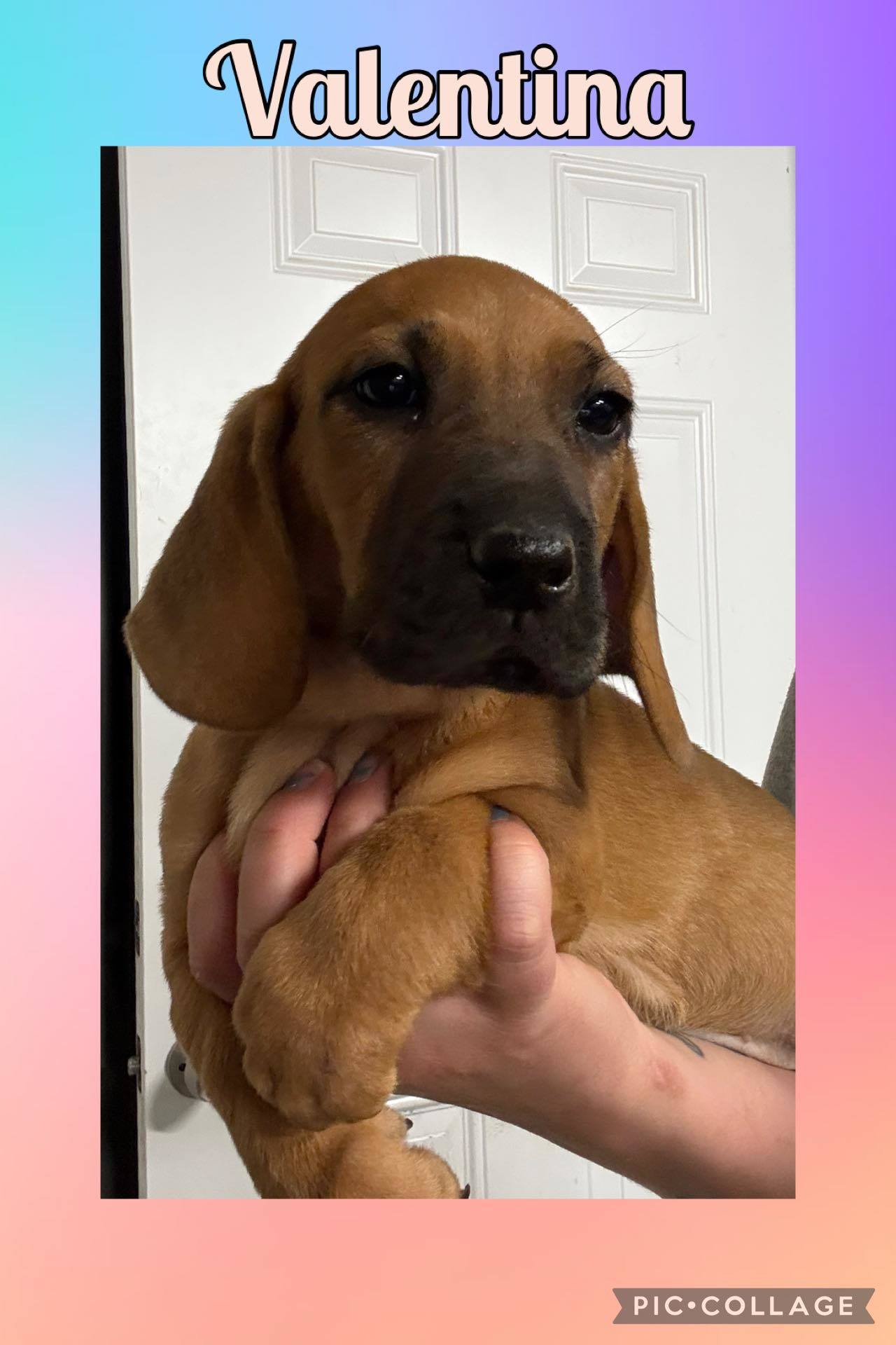 VALENTINA - ADOPTION PENDING!