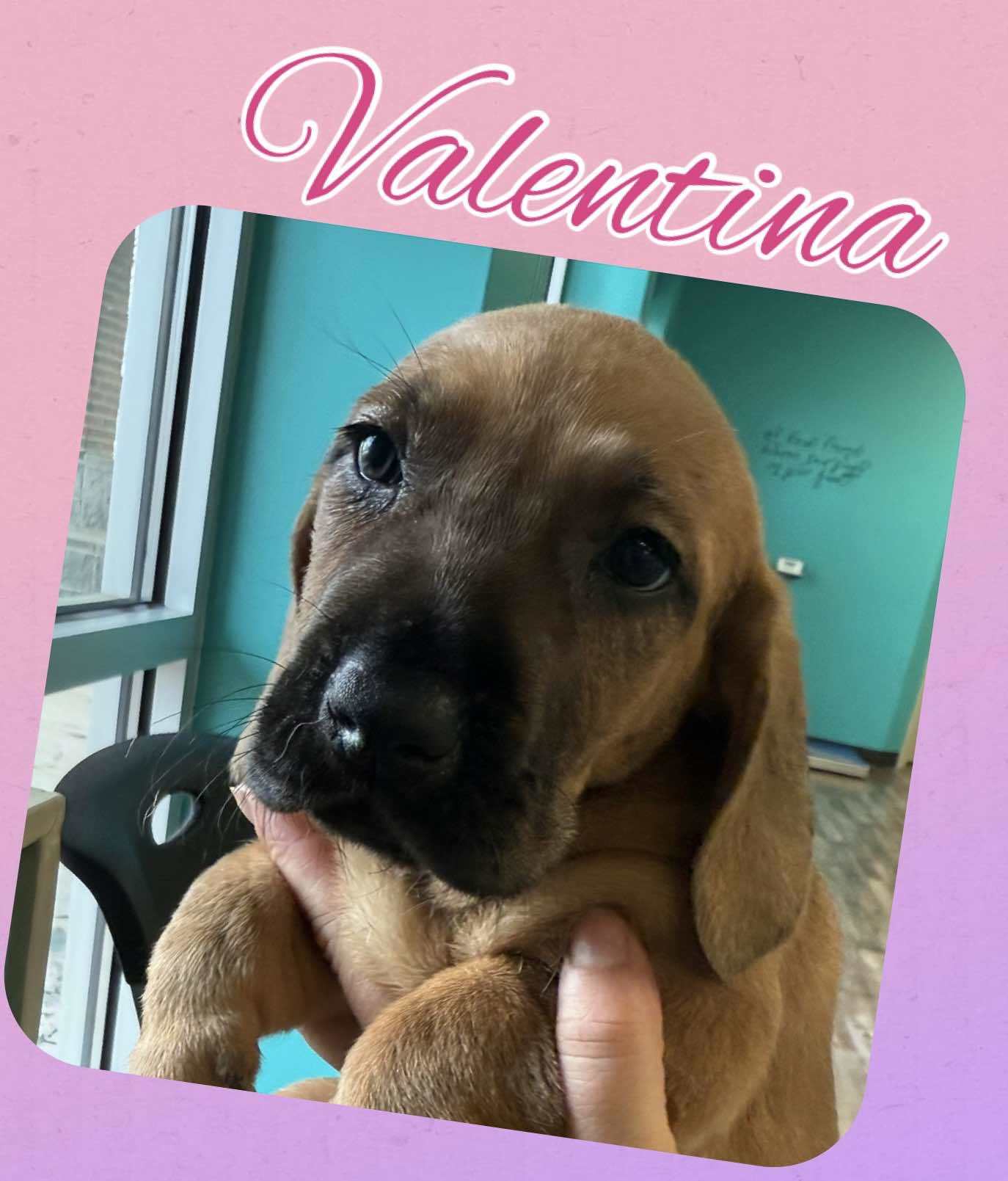 VALENTINA - ADOPTION PENDING!