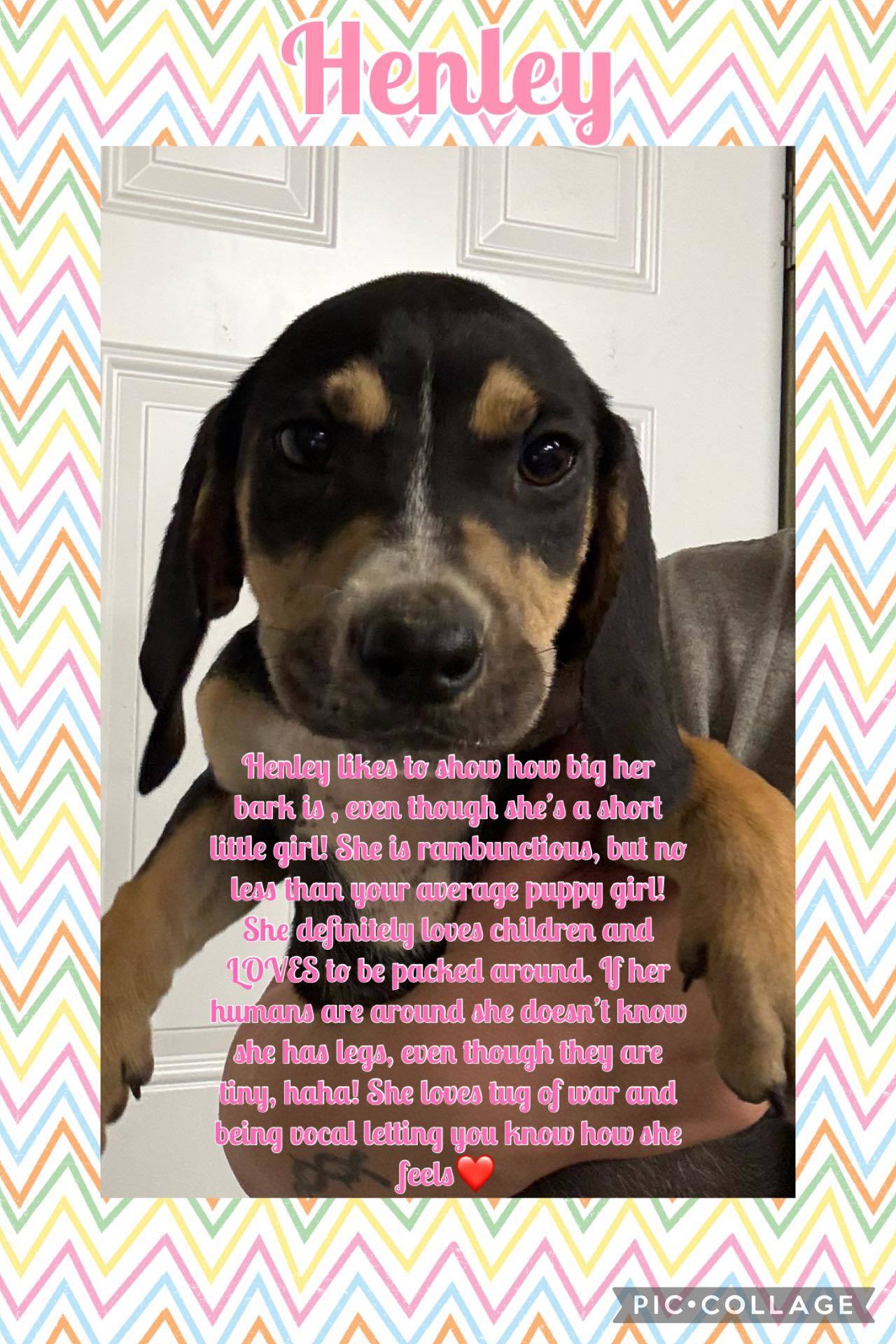 HENLEY - ADOPTION PENDING!