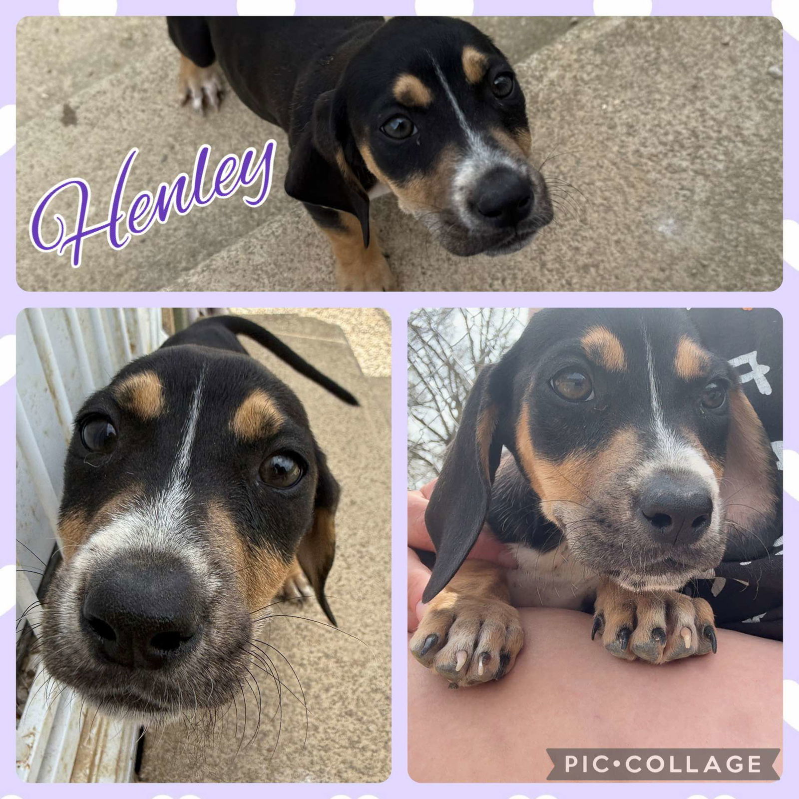 HENLEY - ADOPTION PENDING!