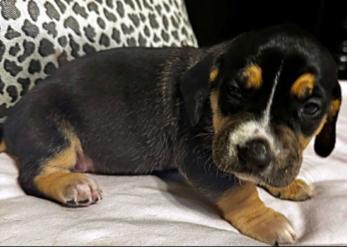 HENLEY - ADOPTION PENDING!