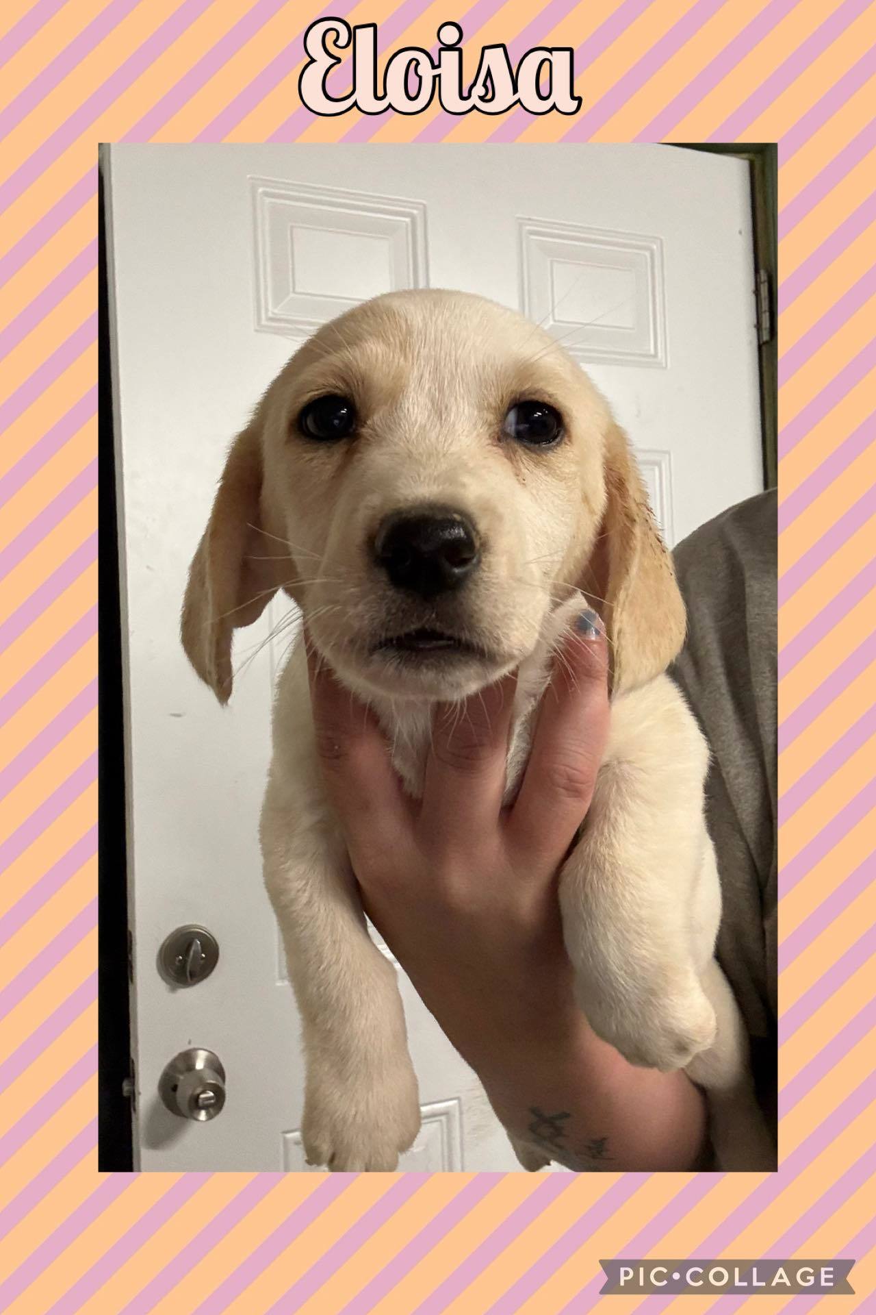 ELOISA - ADOPTION PENDING!