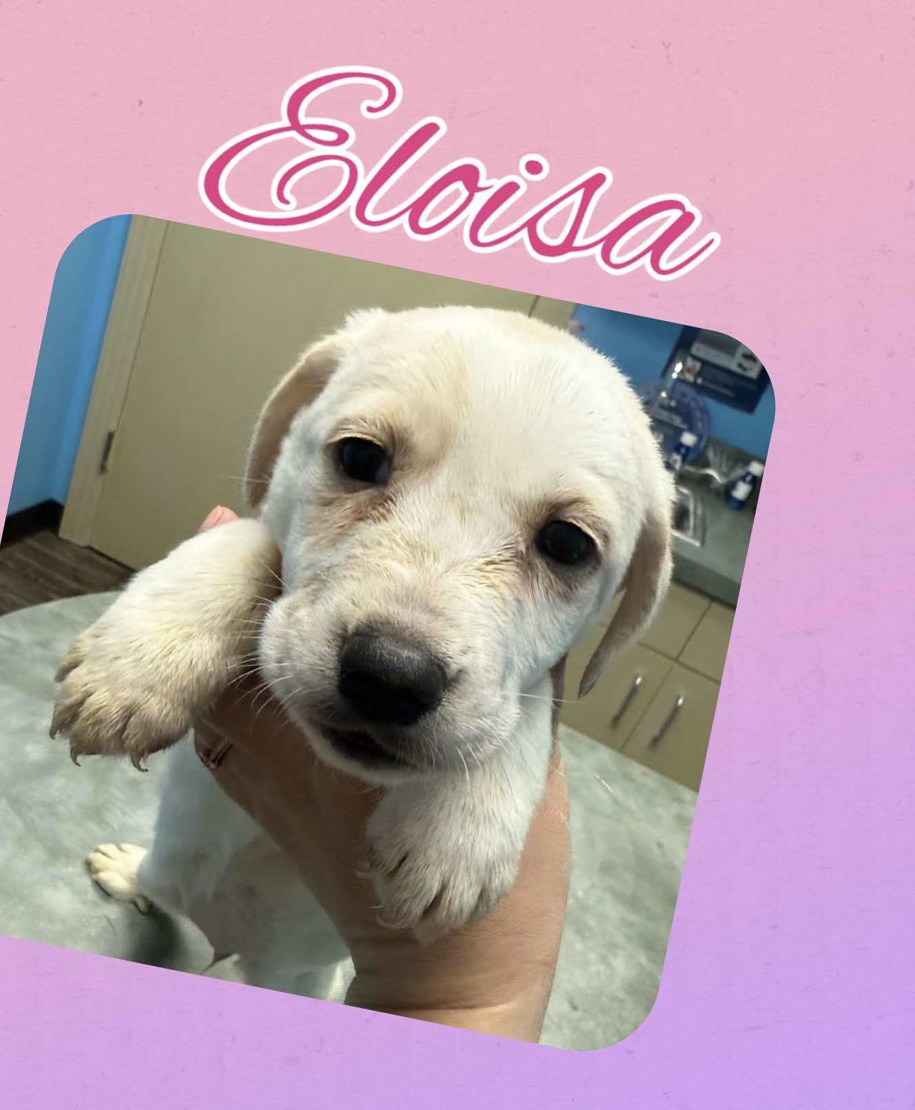 ELOISA - ADOPTION PENDING!