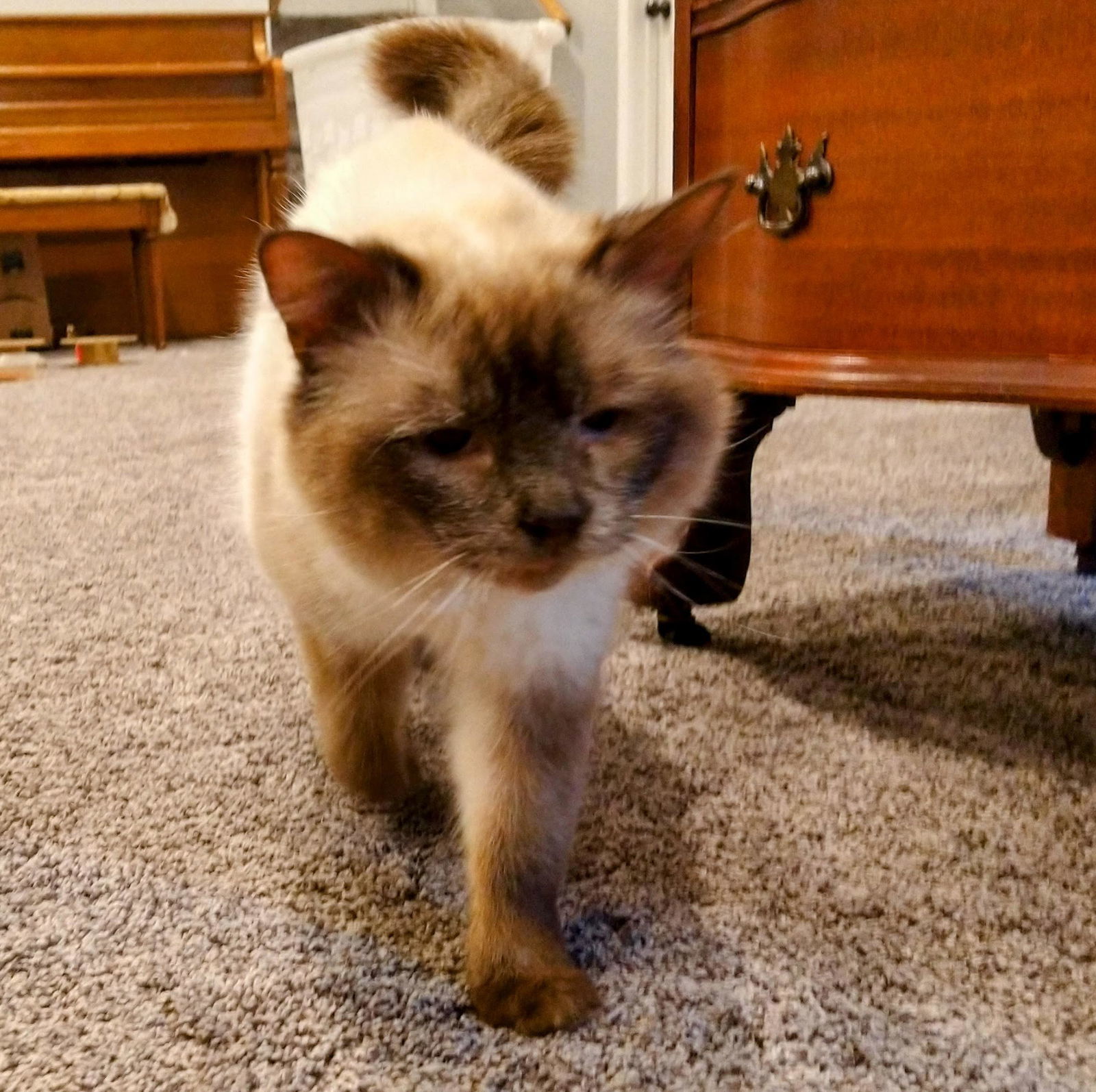 Nelson