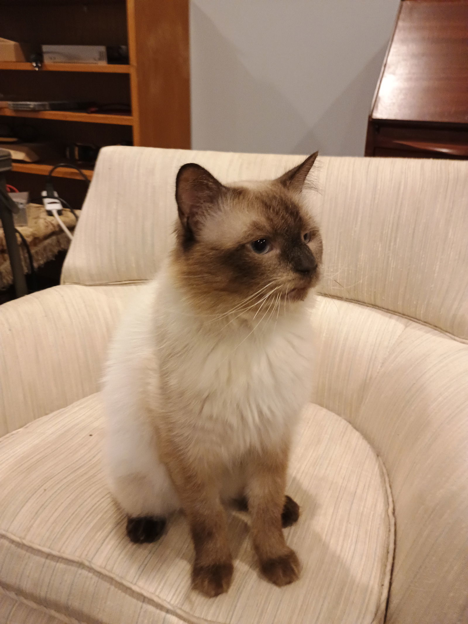 Nelson