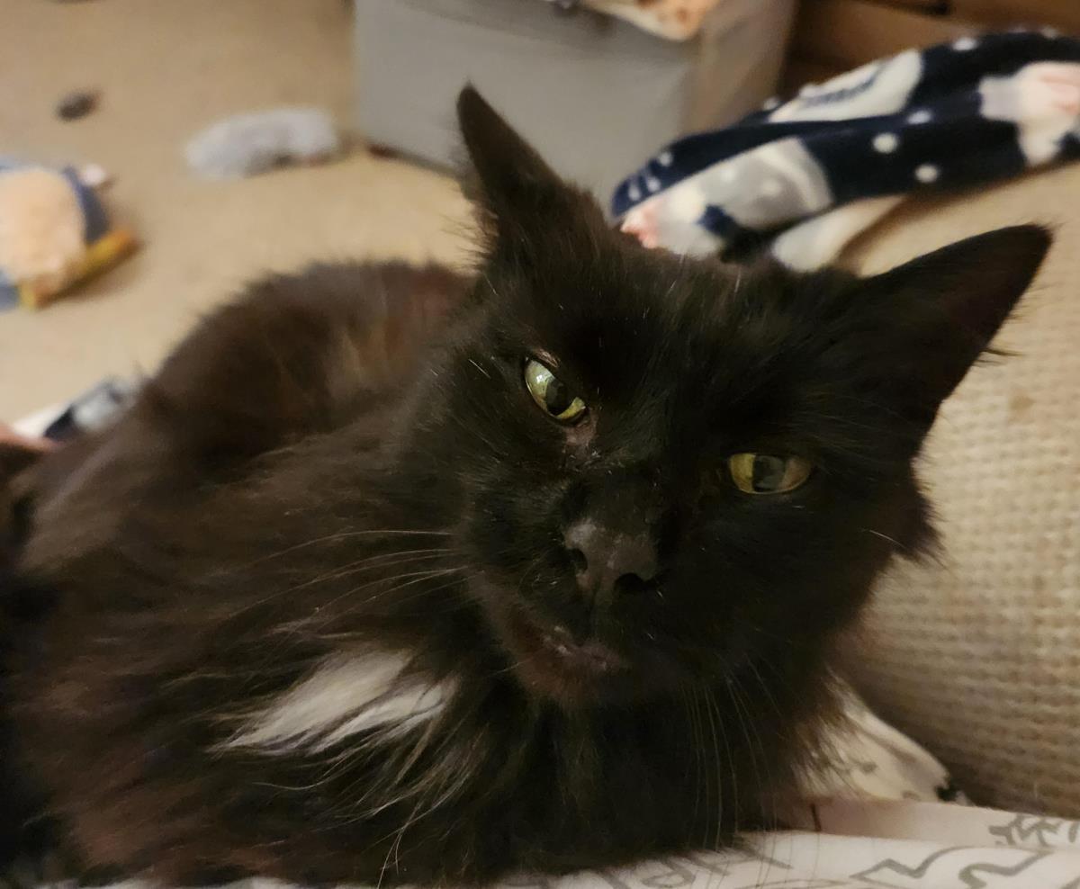 Finn