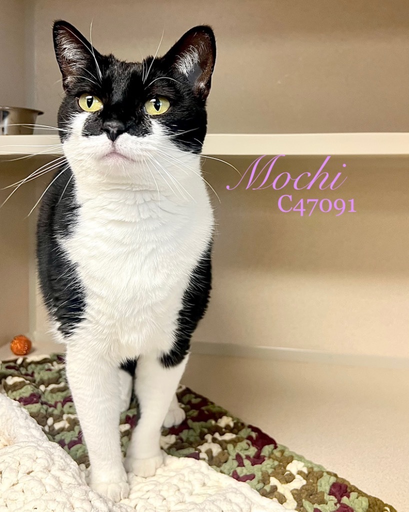 Mochi