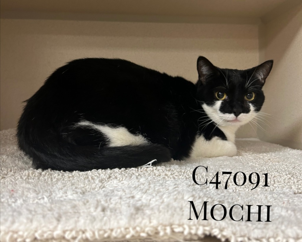 Mochi
