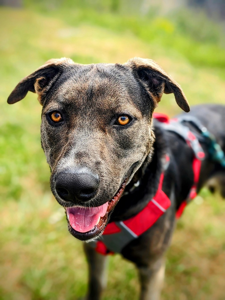 Mikio, an adoptable Labrador Retriever, Pit Bull Terrier in Brookings, OR, 97415 | Photo Image 1