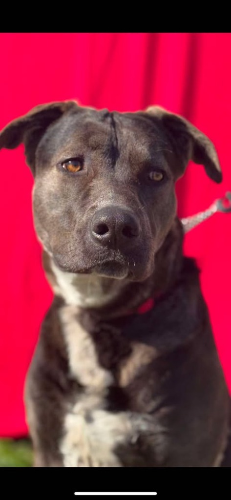 Mikio, an adoptable Labrador Retriever, Pit Bull Terrier in Brookings, OR, 97415 | Photo Image 2