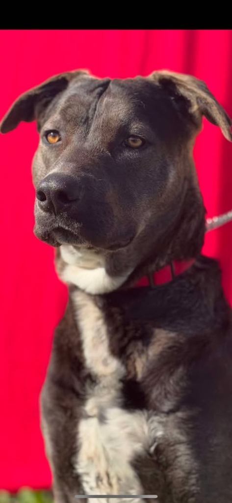 Mikio, an adoptable Labrador Retriever, Pit Bull Terrier in Brookings, OR, 97415 | Photo Image 3