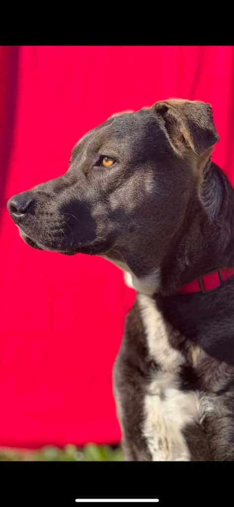 Mikio, an adoptable Labrador Retriever, Pit Bull Terrier in Brookings, OR, 97415 | Photo Image 4